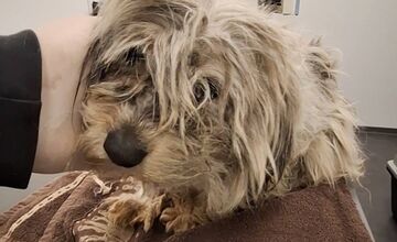 FOTO: Zanedbaná sučka porodila na poli pri Nitre, teraz bojuje o nový život