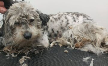 FOTO: Zanedbaná sučka porodila na poli pri Nitre, teraz bojuje o nový život