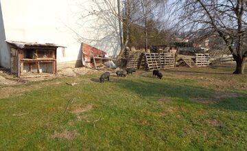 FOTO: Hospodárske zvieratá v Golianove žili v otrasných podmienkach, bez potravy a medzi tisíckami rúšok