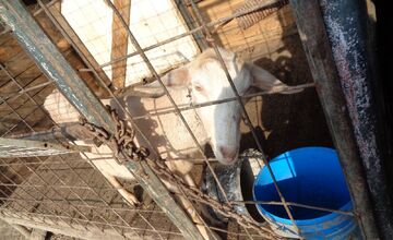 FOTO: Hospodárske zvieratá v Golianove žili v otrasných podmienkach, bez potravy a medzi tisíckami rúšok