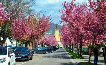 FOTO: Najkrajšia ulica v Nitre je opäť v rozkvete