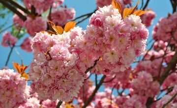 FOTO: Najkrajšia ulica v Nitre je opäť v rozkvete