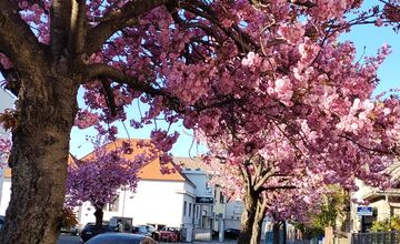 FOTO: Najkrajšia ulica v Nitre je opäť v rozkvete