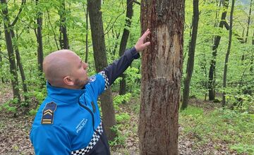 FOTO: Medveď zanechal v lese nad Nitrou jasné stopy, ukázali ich príslušníci polície