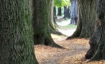 FOTO: Lipová alej v Krškanoch predtým a potom