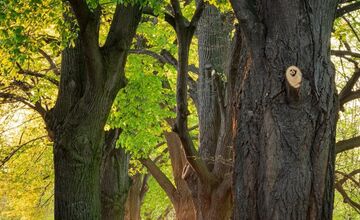 FOTO: Lipová alej v Krškanoch predtým a potom