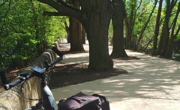 FOTO: Lipová alej v Krškanoch predtým a potom