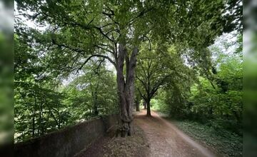 FOTO: Lipová alej v Krškanoch predtým a potom