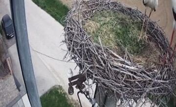 FOTO: Do Veľkého Zálužia sa vrátili bociany