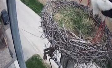 FOTO: Do Veľkého Zálužia sa vrátili bociany