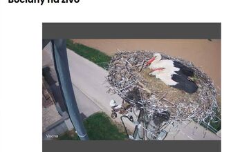 FOTO: Do Veľkého Zálužia sa vrátili bociany