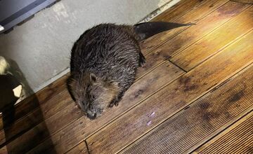 FOTO: Do centra Nitry sa zatúlal bobor