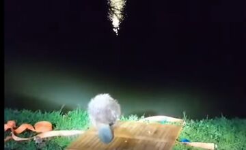 FOTO: Do centra Nitry sa zatúlal bobor