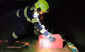 FOTO: Do centra Nitry sa zatúlal bobor