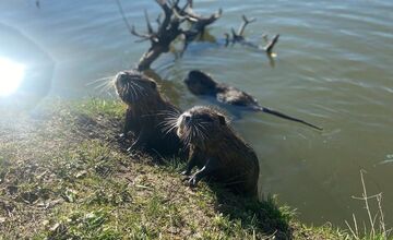 FOTO: Nutrie a bobry v nitrianskom parku