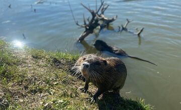 FOTO: Nutrie a bobry v nitrianskom parku